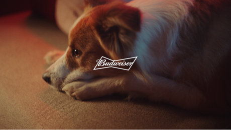 Budweiser Responds To Fan Requests With Brazilian NBA Finals Campaign Returning Pets To Their Home Thrones